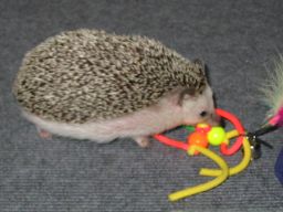 [Photo of Huff the Hedgepig]
