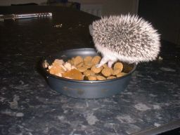 [Photo of a very young Huff the Hedgepig]