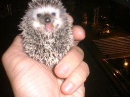 [Photo of a very young Huff the Hedgepig]