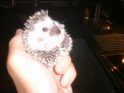[Photo of a very young Huff the Hedgepig]