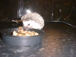 [Photo of a very young Huff the Hedgepig]