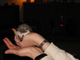 [Photo of Huff the Hedgepig]