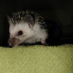 [Photo of Huff the Hedgepig]