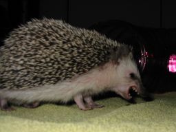 [Photo of Huff the Hedgepig]