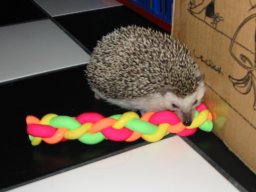 [Photo of Huff the Hedgepig]